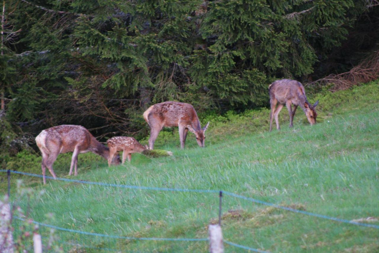 Au Domaine De Py Hotel Le Valtin Luaran gambar